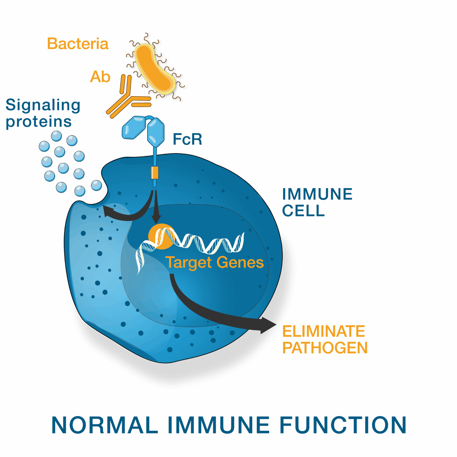 FcR Therapeutics: Tackling autoimmune disease